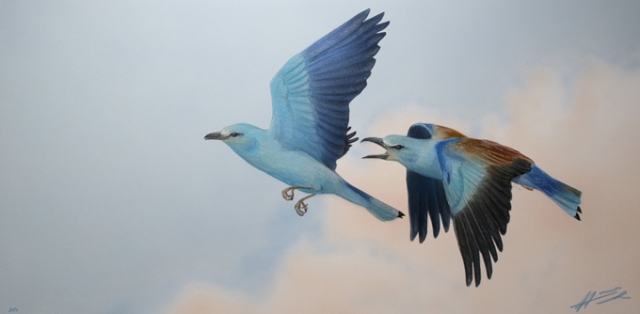 Sinin�rhet Garrulus glandarius Roller