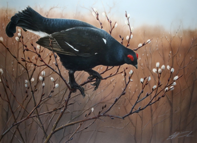 Teeri Tetrao urogallus Capercaillie Woodpecker 